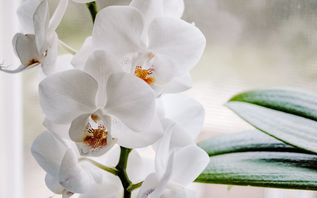 Pflanzentipps und Pflegetricks für Orchideen in deiner Wohnung