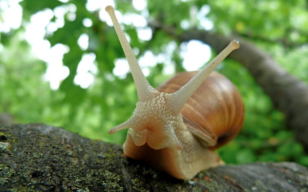 Effektive Hausmittel gegen Schnecken im Garten und im Gemüsebeet