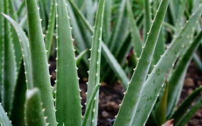 Die richtige Pflege von Aloe Vera: So bleibt die Heilpflanze gesund